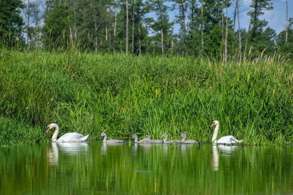 106-kayliw-splywy-kayakowe-rzeka-liwiec
