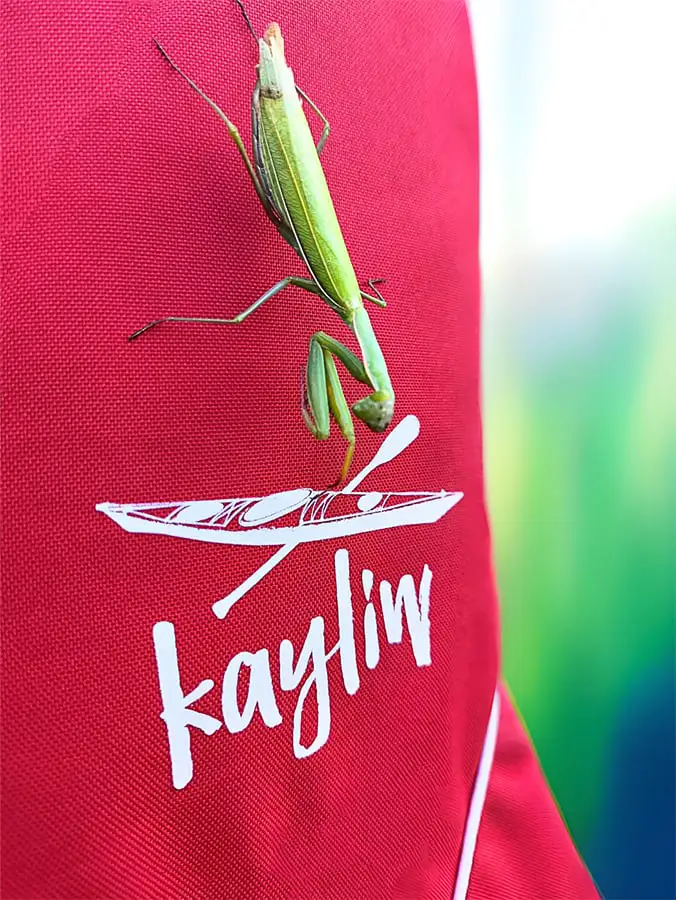 kayliw-logo-konik-polny-www